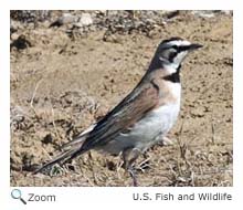 Horned Lark