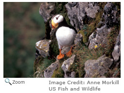 Horned Puffin