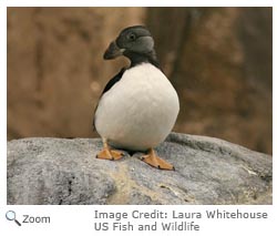 Horned Puffin