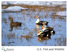 King Eider