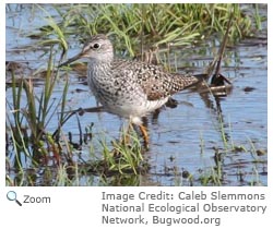 Lesser Yellowlegs