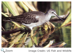 Lesser Yellowlegs