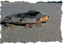 Loggerhead with satellite transmitter