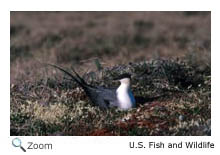 Long-tailed Jaeger