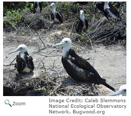 Magnificent Frigatebird