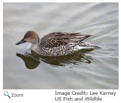 Northern Pintail