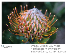 Pin Cushion Protea