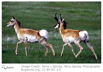 Pronghorn