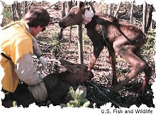 Collaring a moose