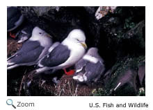 Red-legged Kittiwake