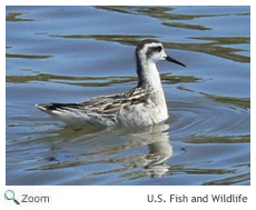 Red-necked Phalarope