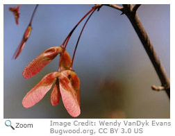 Red Maple