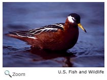 Red Phalarope