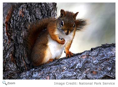 Red Squirrel