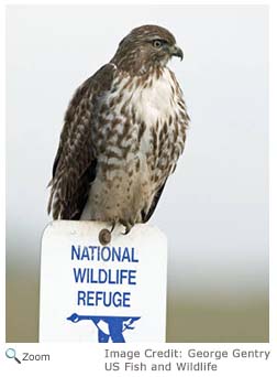 Red-tailed Hawk