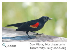 Red-winged Blackbird