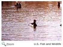 Ring-necked Duck