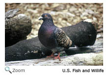 Rock Dove