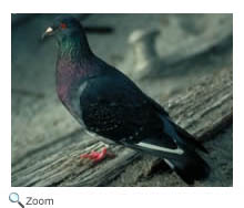 Rock Dove