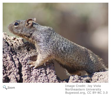 Rock Squirrel