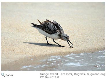 Sanderling