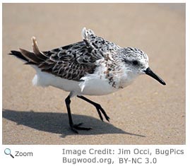 Sanderling