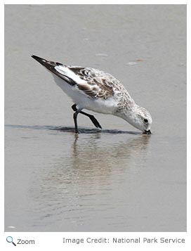 Sanderling