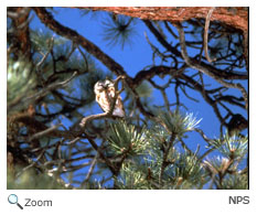 Northern Saw-whet Owl