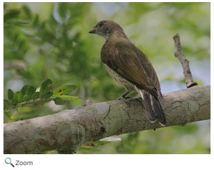 Scaly-throated Honeyguide