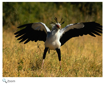 Secretary bird