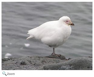 Snowy Sheathbill 