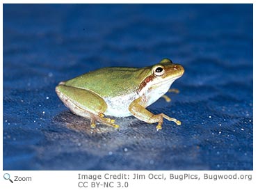 squirrel treefrog