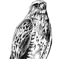 swainson's hawk