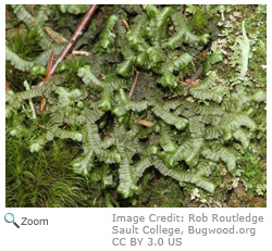 liverwort