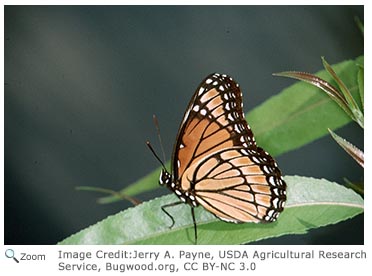 Viceroy Butterfly