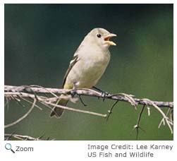 Western Tanager