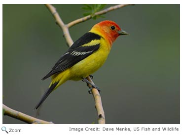 Western Tanager