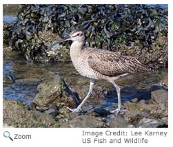 Whimbrel