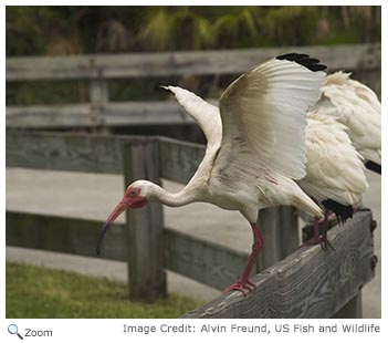 White Ibis