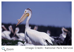 White Pelican