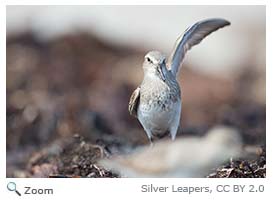 White-rumped Sandpiper