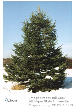 white spruce