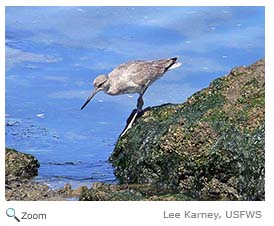 Willet