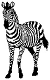 zebra